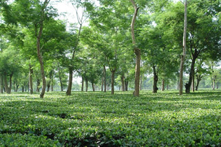 Tinkong Tea Estate Picture